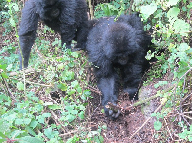 gorilla